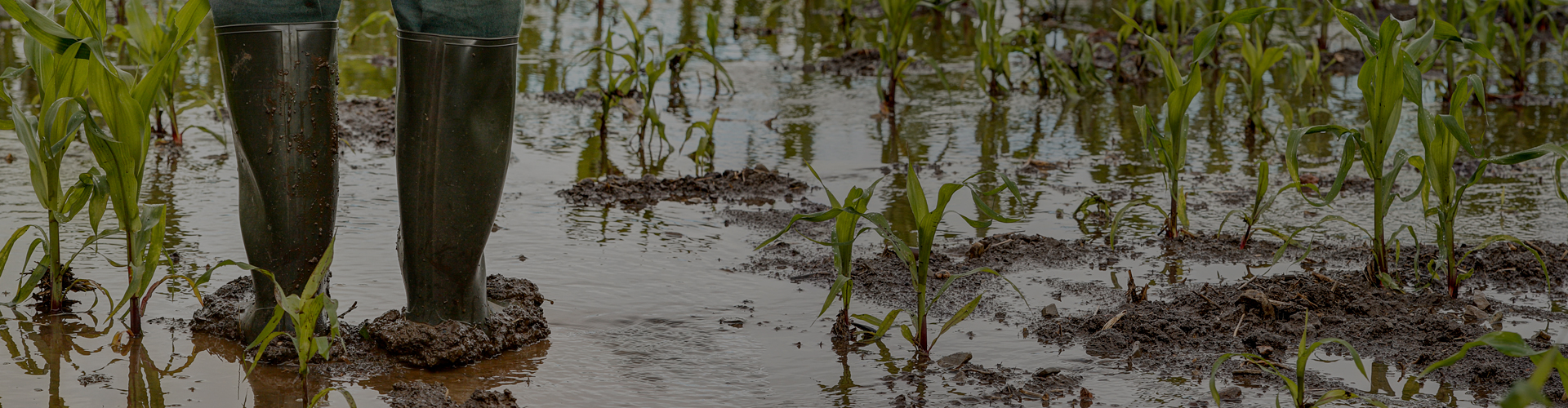 Zemědělství na rozcestí