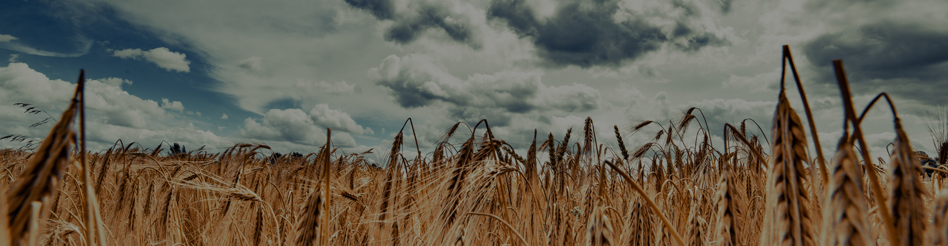 Zemědělství na rozcestí