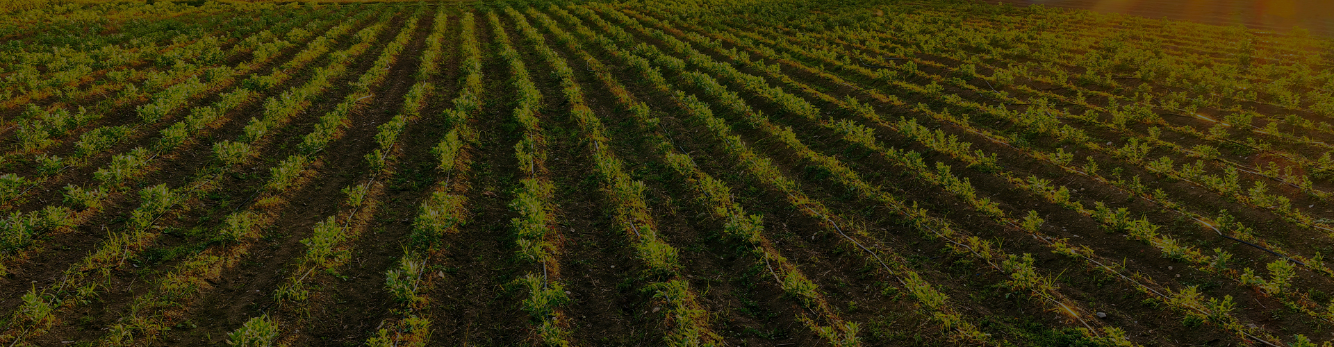 Zemědělství na rozcestí
